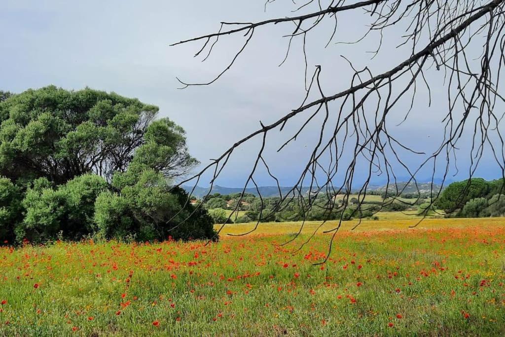 Agreen Country House Olbia Exteriér fotografie